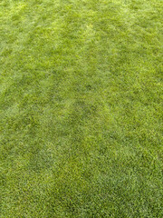 Even green lawn grass under daylight view