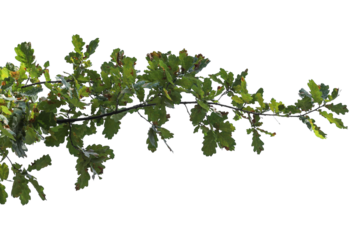 Photo of oak branch with leaves on transparent background