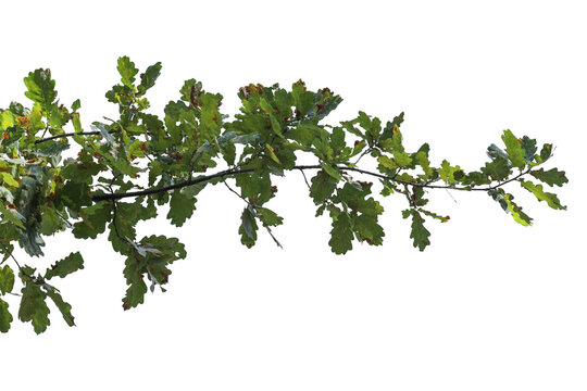 Photo of oak branch with leaves on transparent background	
 - Powered by Adobe