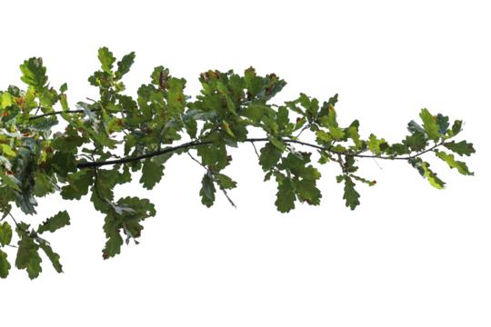 Photo of oak branch with leaves on transparent background	
