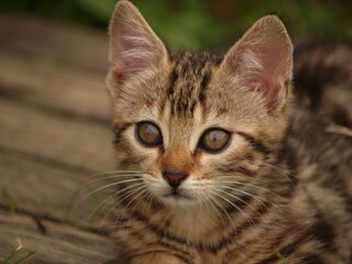 Portrait chaton tigré