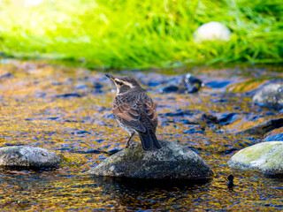 水辺のツグミ