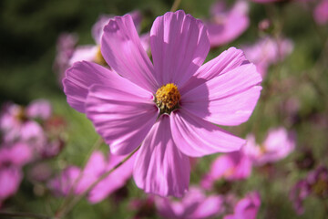 Beautiful cosmos flowers of different shades of pink next to each other