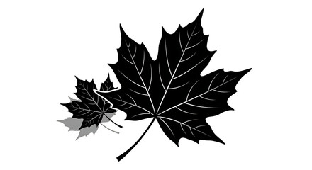 Fototapeta premium Two detailed black maple leaves with veins shown in a woodcut style isolated on white background