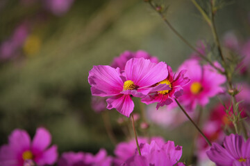 Beautiful cosmos flowers of different shades of pink next to each other