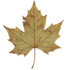 Obraz premium Detailed close-up of a decaying autumn leaf with vein structure isolated on white background