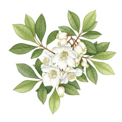 Fototapeta premium Watercolor illustration of leatherleaf flowers and leaves with delicate details isolated on white background