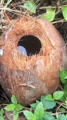 Hole in a Coconut Shell Lying on the Ground