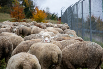 Obraz premium flock of sheep, Montreux, Switzelrand
