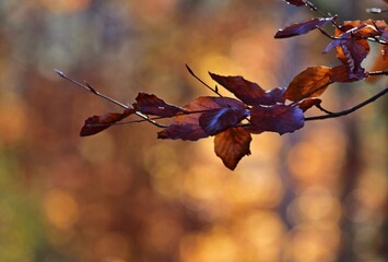 Herbstblätter im Gegenlicht, Nahaufnahme