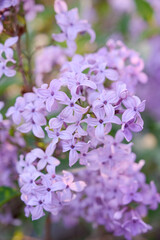 Blossom lilac flowers in spring garden. Flowers background.