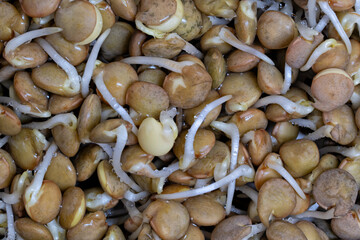 Sprouted brown lentils bunch