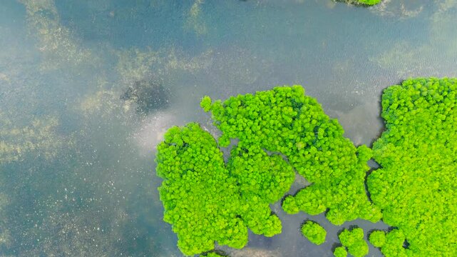 Aerial view of mangrove islands and shallow water, creating a green pattern across the Everglades Wetlands.