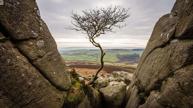 windswept. Solitary tree growing from rock crevice with windswept branches against dramatic sky. travel magazines, destination branding, designed for outdoor magazines and nature guides.