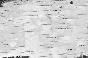 pattern of birch bark with black birch stripes
