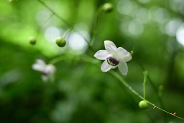 ひっそりと咲く「森の妖精」レンゲショウマ