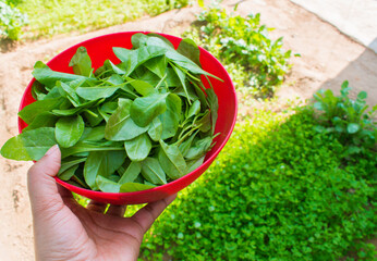 hand holding basket full of freshly harvested organic palak or spinach in a garden background....
