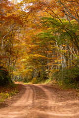 秋と山道