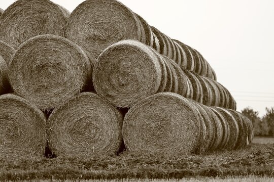 Stacked Hay Bales in a Sepia Toned Agricultural Field