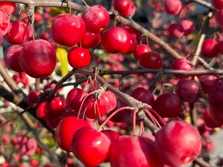 Autumn Red Ripe Paradise Chinese Apples