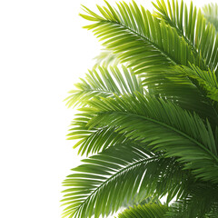 Obraz premium Close up of vibrant green palm fronds against a stark black background