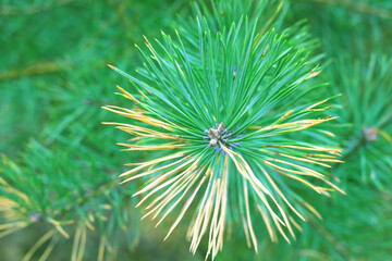 Beautiful close-up of pine branch with green needles for Christmas or New Year greeting card