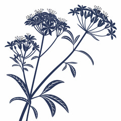 zigadenus paniculatus with leaves