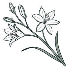 triteleia ixioides with leaves