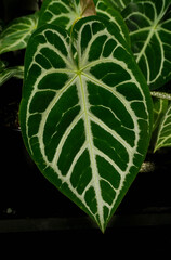 varieties of Anthurium crystallinum leaves, dark green leaves with silver stripes, indoor plants, tropical garden foliage	
