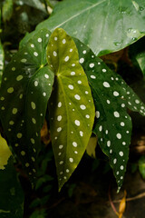 close up view of Begonia leaves, showing its beautiful vibrant color with unique leave pattern and texture, tropical garden, greenery vibe