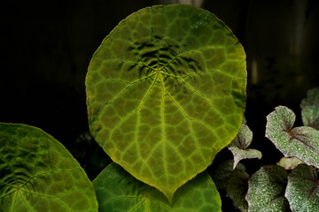 close up view of Begonia leaves, showing its beautiful vibrant color with unique leave pattern and texture, tropical garden, greenery vibe