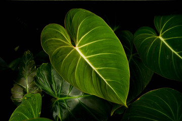 close up of Philodendron gloriosum leaves, dark leaves indoor plants, tropical garden, heart leave philodendron   © lacastudio