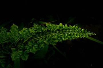 Close-up of layered green fern leaves with bold ridges and rhythmic patterns, captured against a dark backdrop for a lush, moody botanical feel.