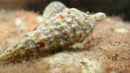 Common cerith or European cerith (Thericium vulgatum) shell with a hermit crab undersea, Ligurian Sea, Italy, Imperia