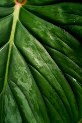 Close-up of a lush green tropical leaf showing bold veins, glossy texture, and natural moisture patterns. Rich botanical details perfect for nature, plant, and organic design themes.