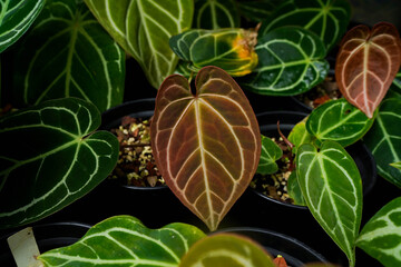 varieties of Anthurium crystallinum leaves, dark green leaves with silver stripes, indoor plants, tropical garden foliage	
