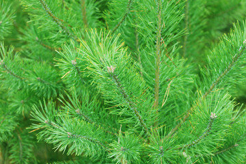 Beautiful close-up of pine branch with green needles for Christmas or New Year greeting card