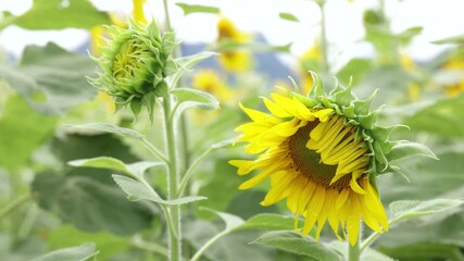 Sunflower, Close-up of a sunflower in its early blooming stage, showing yellow petals unfolding surrounded by natural green foliage - Powered by Adobe