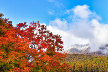 初冠雪と紅葉の飯綱高原