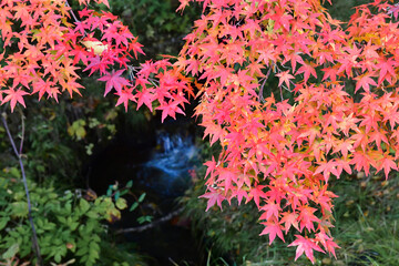 真っ赤な紅葉と清流