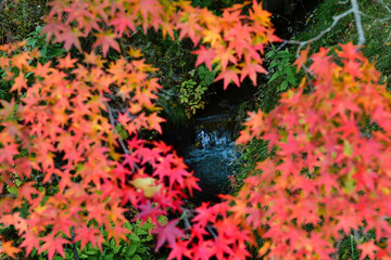綺麗な清流と紅葉