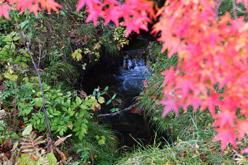 綺麗な清流と紅葉