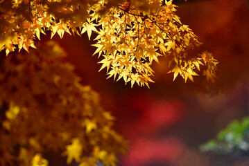 木漏れ日と紅葉