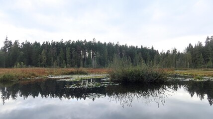 Beaver Lake, Stanley Park, Vancouver, Canada: the wetland lake surround by trees and trail on a cloudy autumn day with reflection of plants