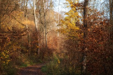 Fototapeta premium autumn in the forest