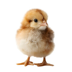 Fototapeta premium Adorable fluffy yellow chick standing alone on a white background