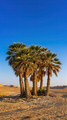 Group of desert palm trees with lush green fronds stands tall against a vibrant clear blue sky in a sandy arid landscape during golden hour sunlight.