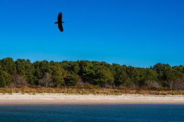 Eagle Silhouette Flying over the Beach
