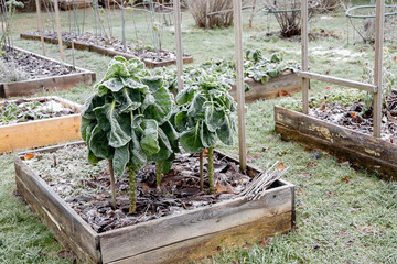 The first frost and hoarfrost in the home vegetable garden. Brussels sprout Brassica oleracea plants growing in wood raised vegetable garden bed, covered with hoarfrost.