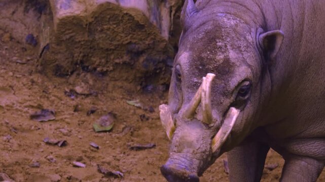 Close up of a babirusa pig, also called deer-pigs,  standing around in the mud on a cloudy day